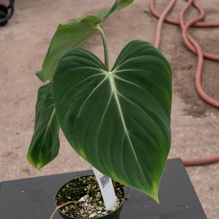 Gabriella Plants Philodendron Philodendron gloriosum 'Verde'