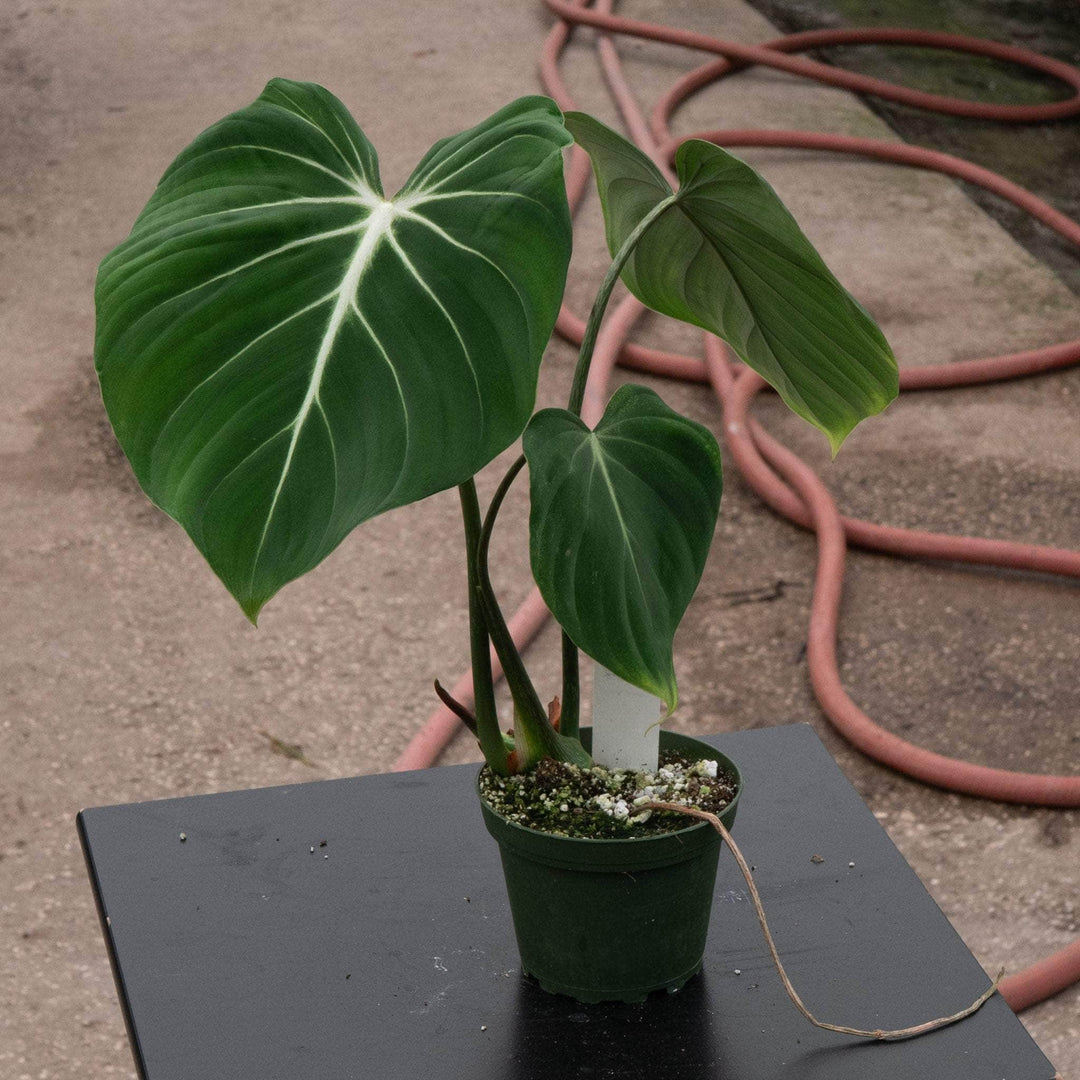philodendron gloriosum zebrina Philodendron gloriosum 'Verde'
