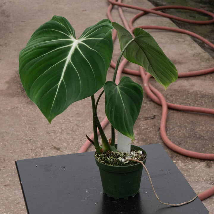 Gabriella Plants Philodendron Philodendron gloriosum 'Verde'