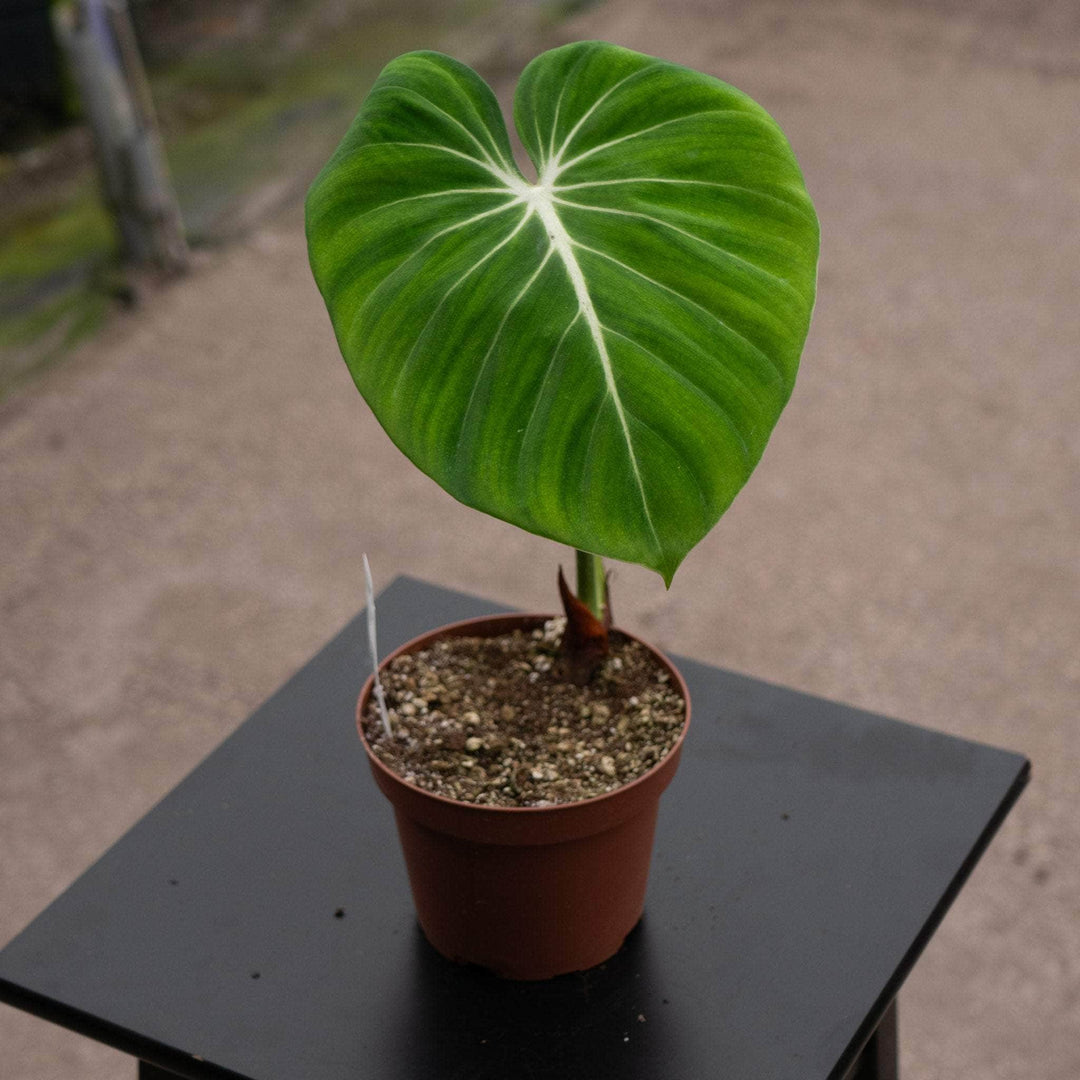 philodendron gloriosum x pastazanum Philodendron gloriosum 'Verde'