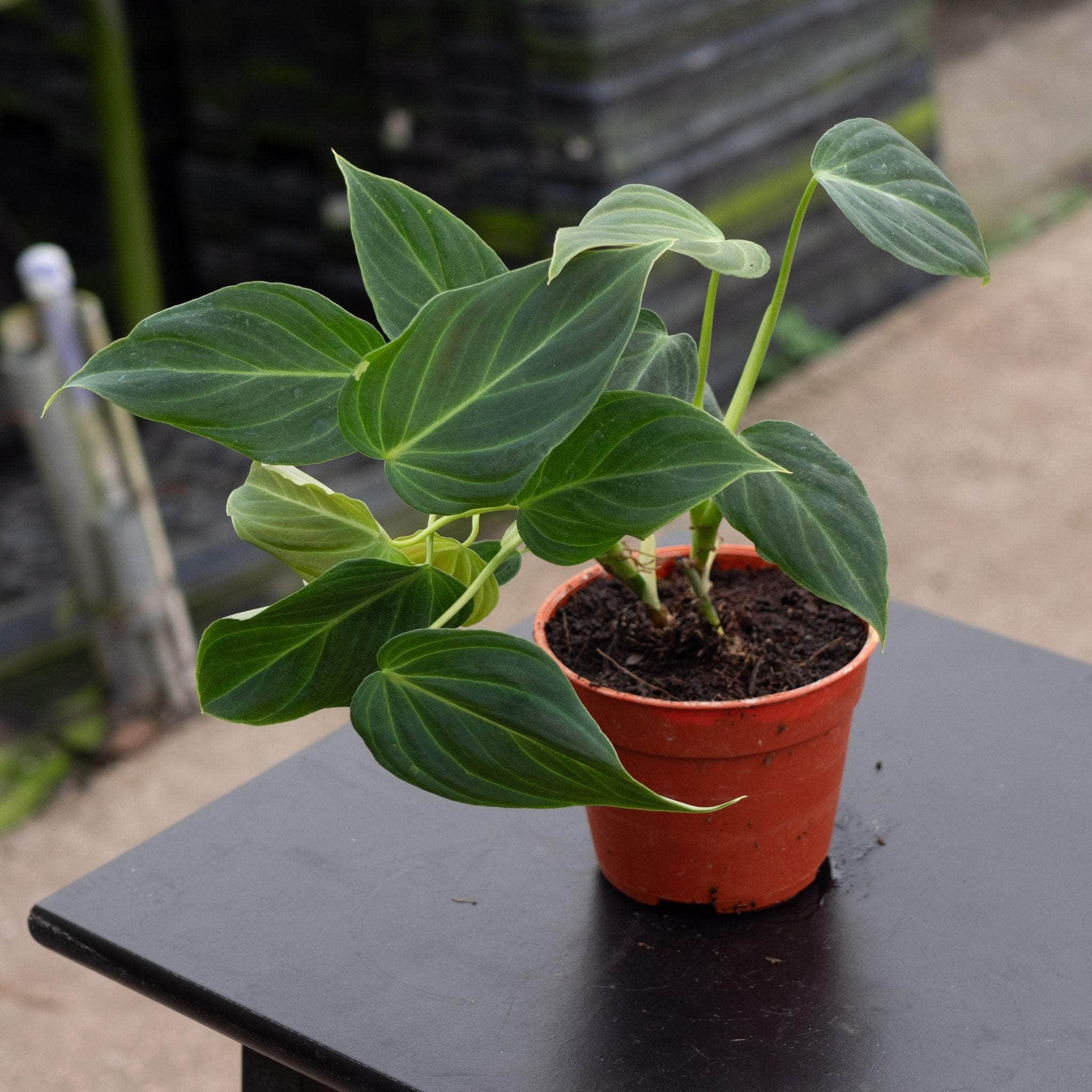 philodendron gloriosum radiante Philodendron 'Glorious'