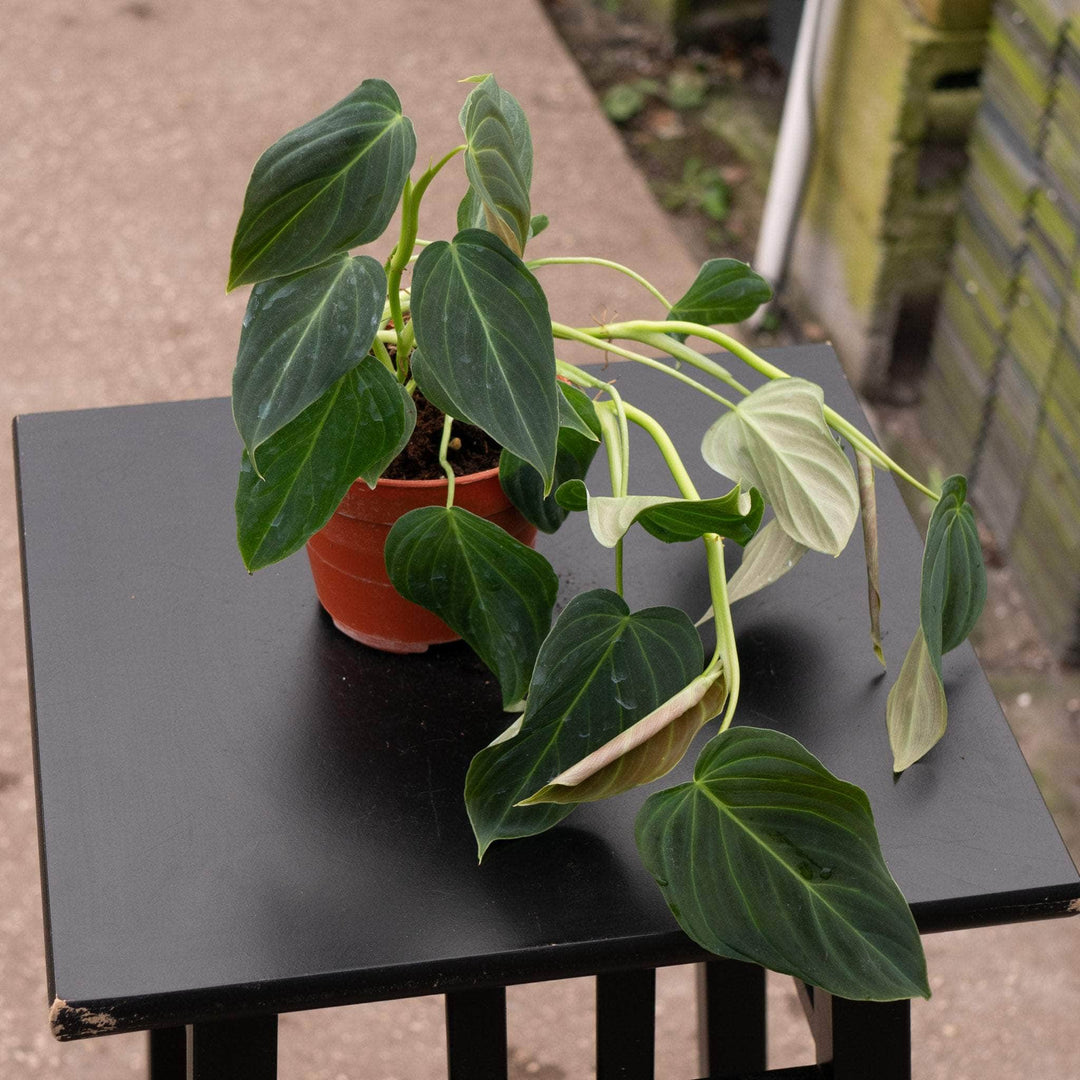 Philodendron 'Glorious' - Gabriella Plants
