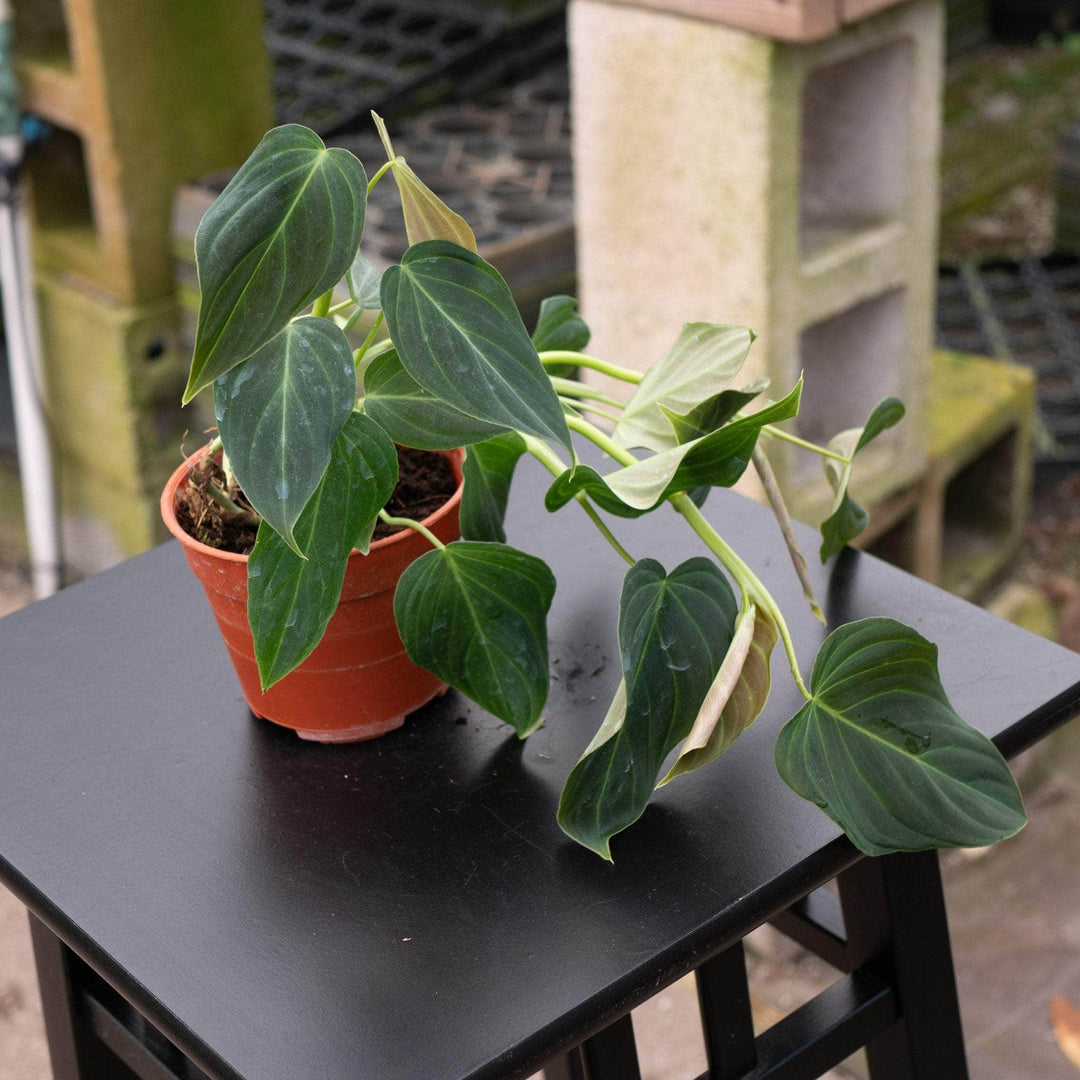 Philodendron 'Glorious' - Gabriella Plants