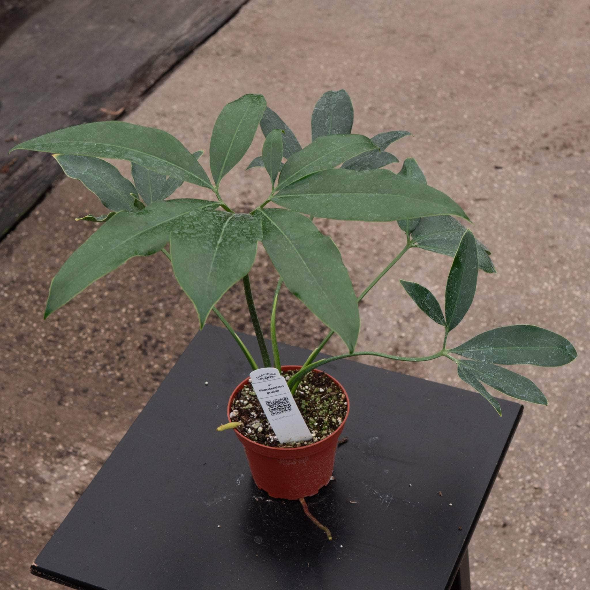 philodendron goeldii care Philodendron goeldii