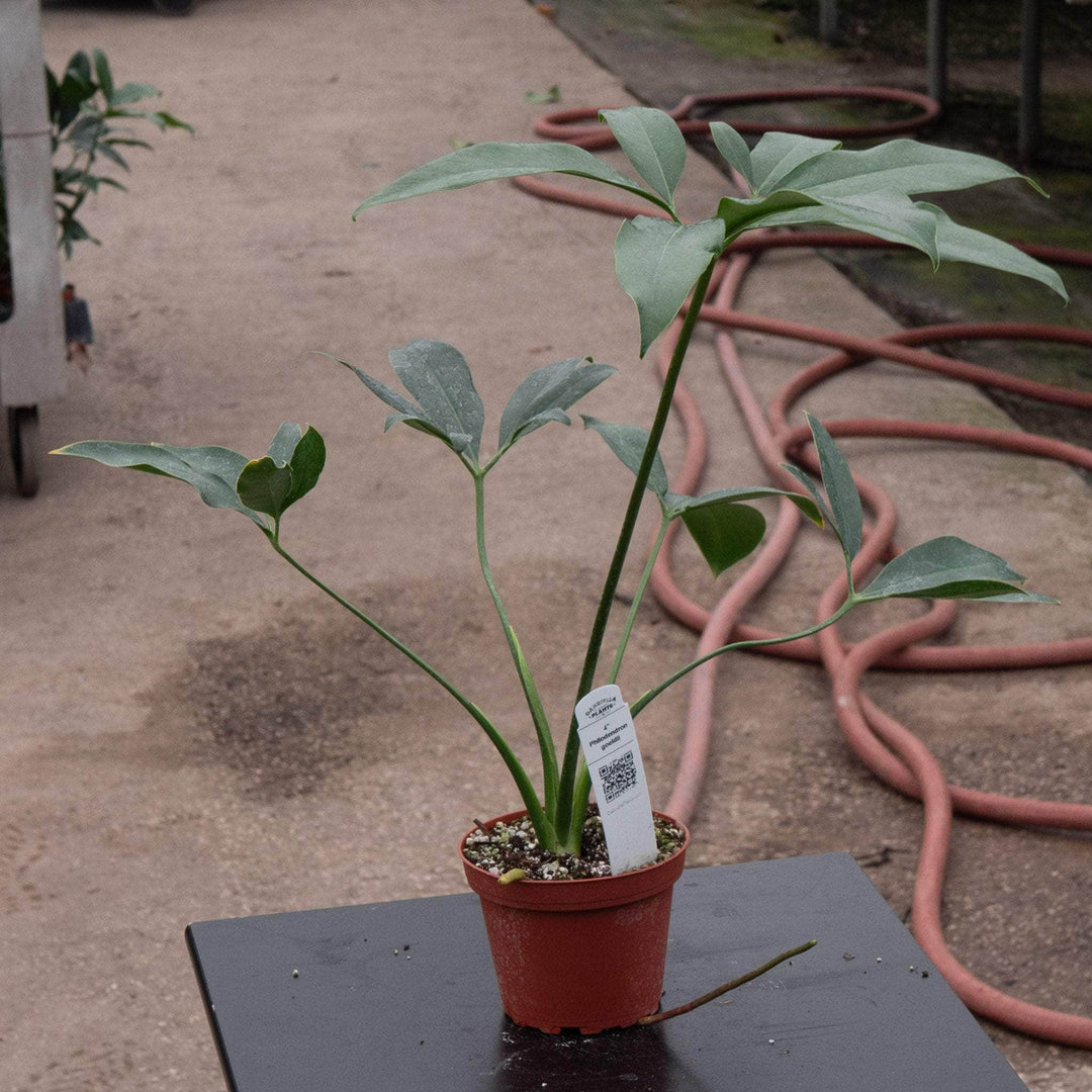 philodendron selloum x goeldii Philodendron goeldii