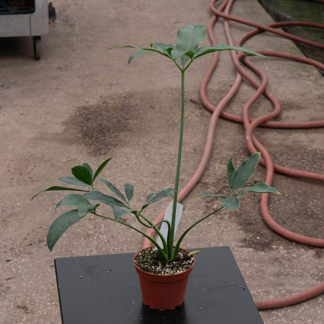 philodendron goeldii care Philodendron goeldii