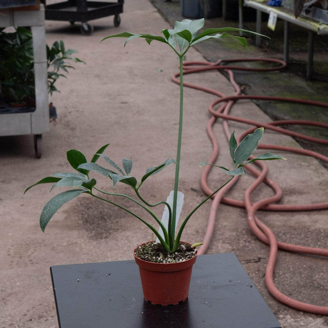 goeldii philodendron Philodendron goeldii