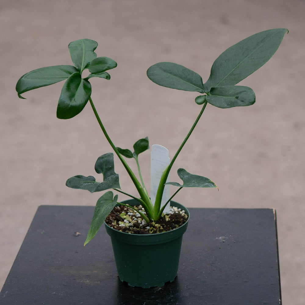 Gabriella Plants Philodendron Philodendron goeldii