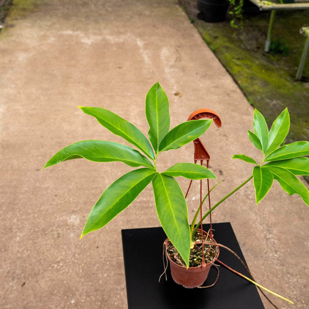 philodendron goeldii growth rate Philodendron goeldii