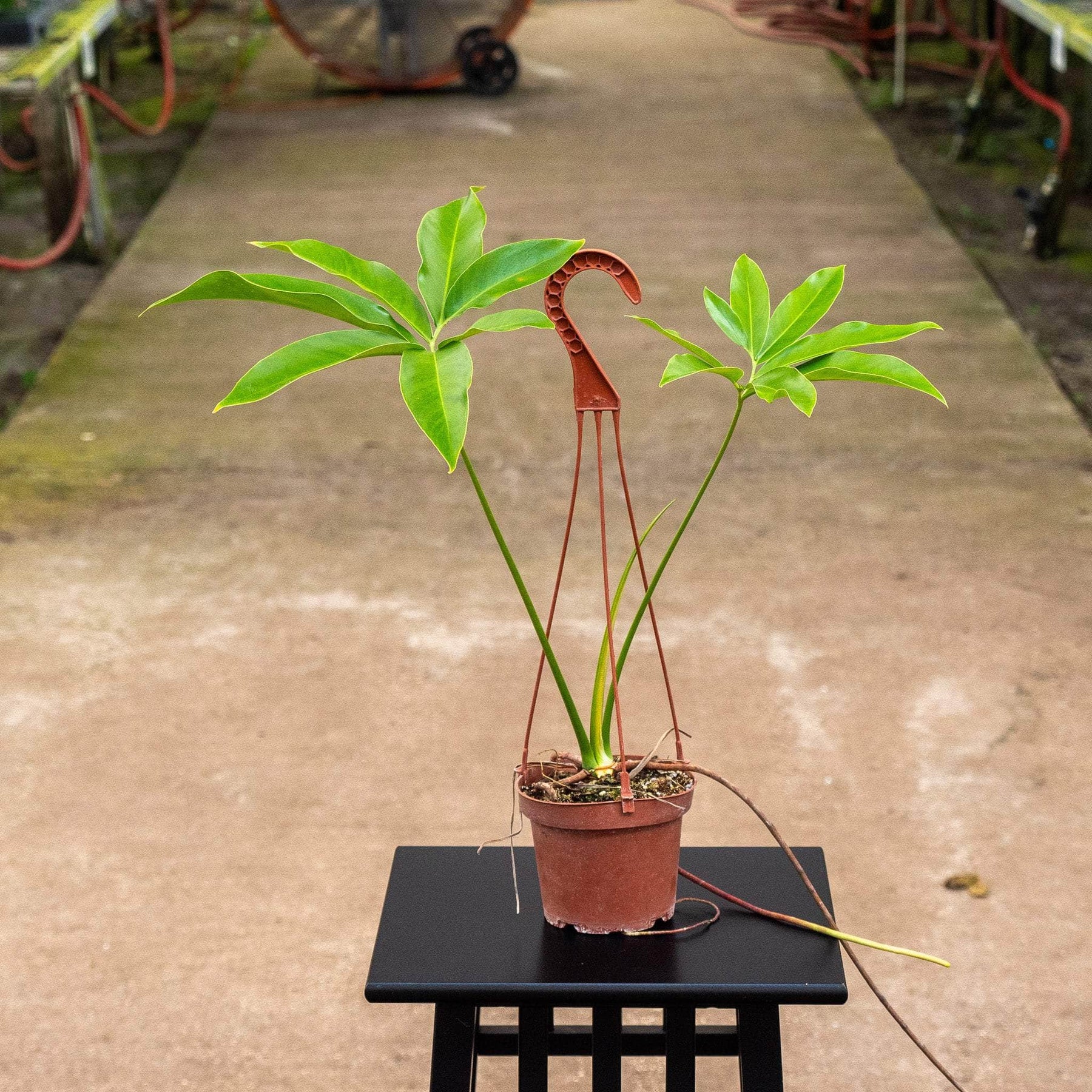 philodendron goeldii growth rate Philodendron goeldii