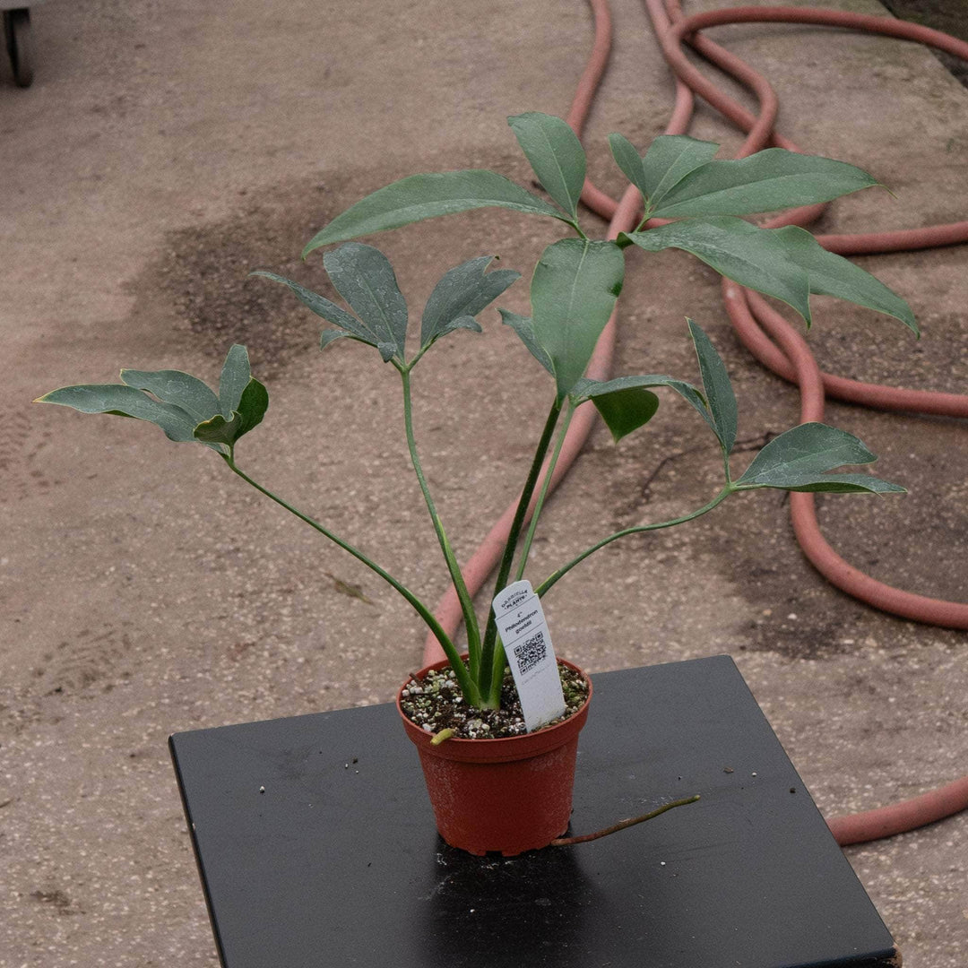 philodendron glaucophyllum Philodendron goeldii