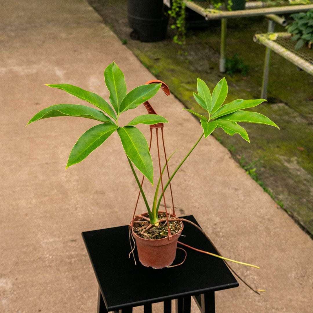 philodendron goldi Philodendron goeldii