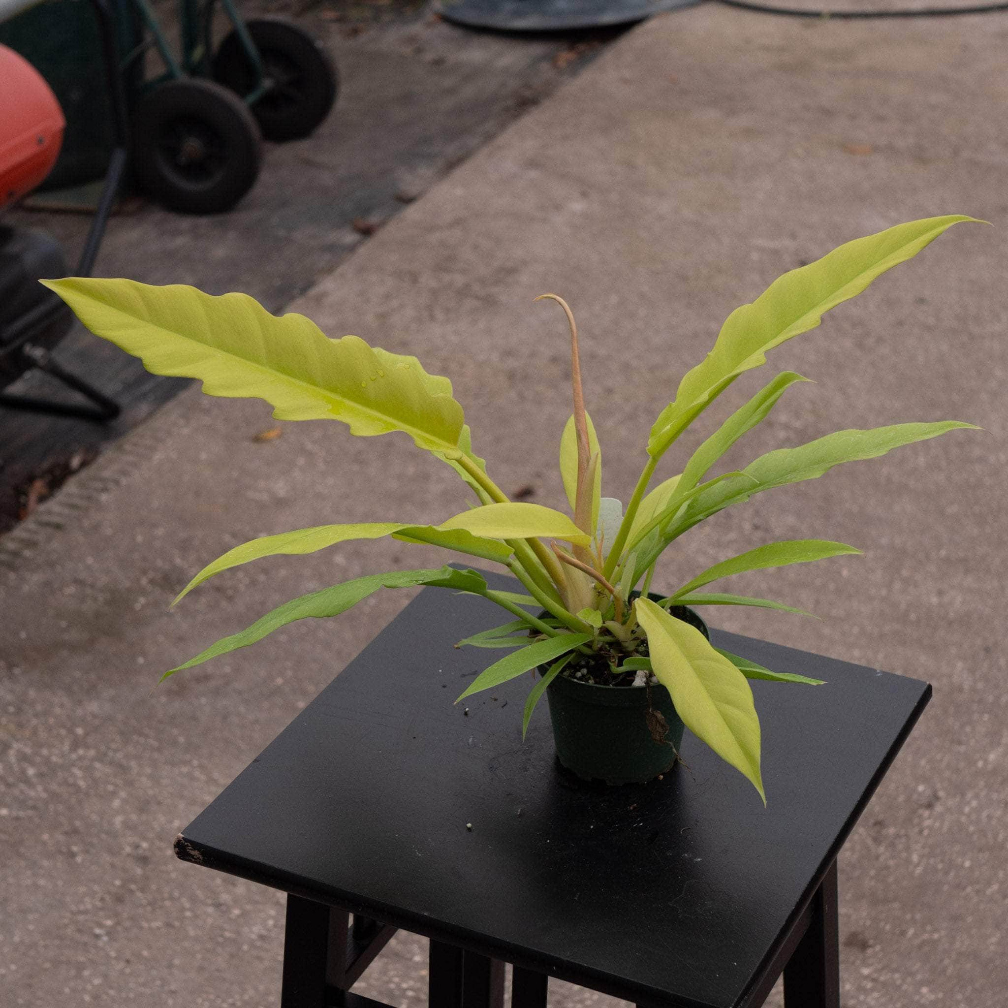 philodendron golden tuxtla Philodendron 'Golden Crocodile'