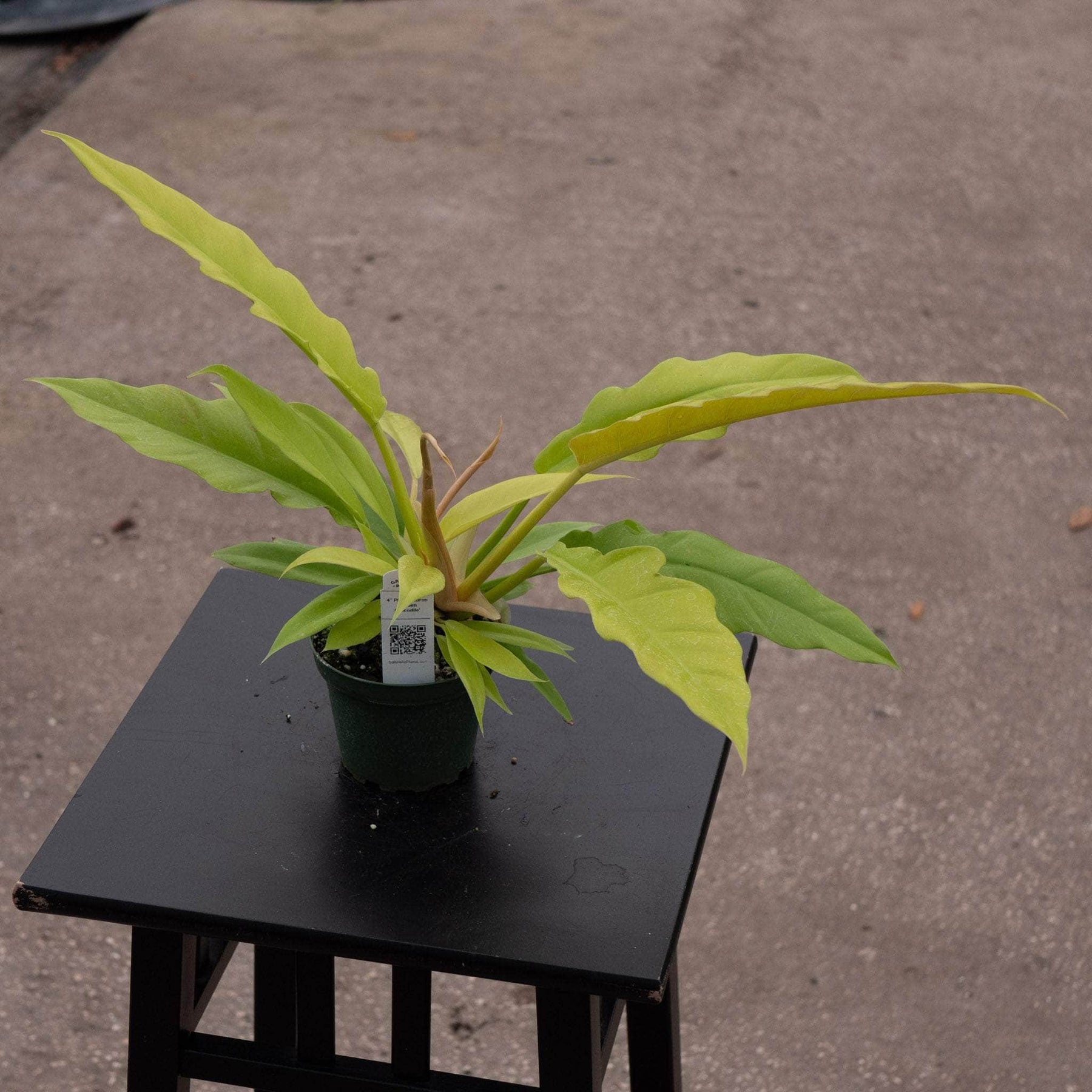 golden crocodile philodendron Philodendron 'Golden Crocodile'