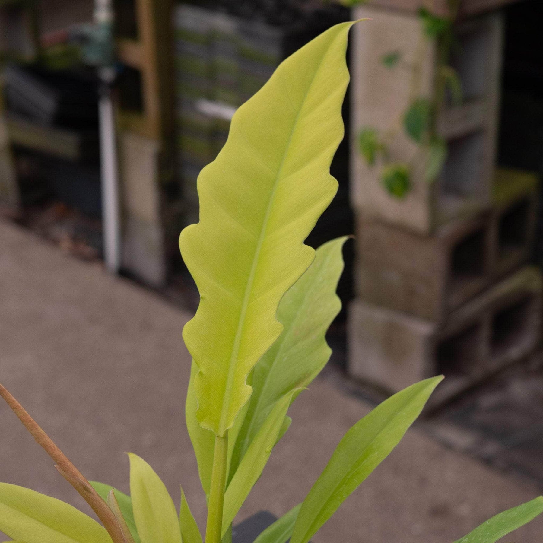 philodendron crocodile gold Philodendron 'Golden Crocodile'