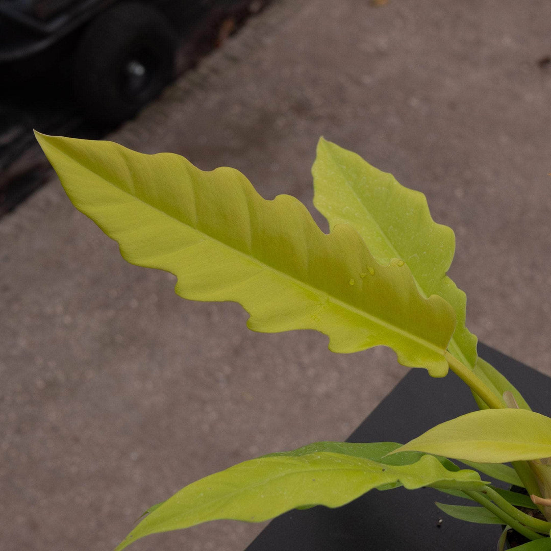philodendron golden saw crocodile Philodendron 'Golden Crocodile'