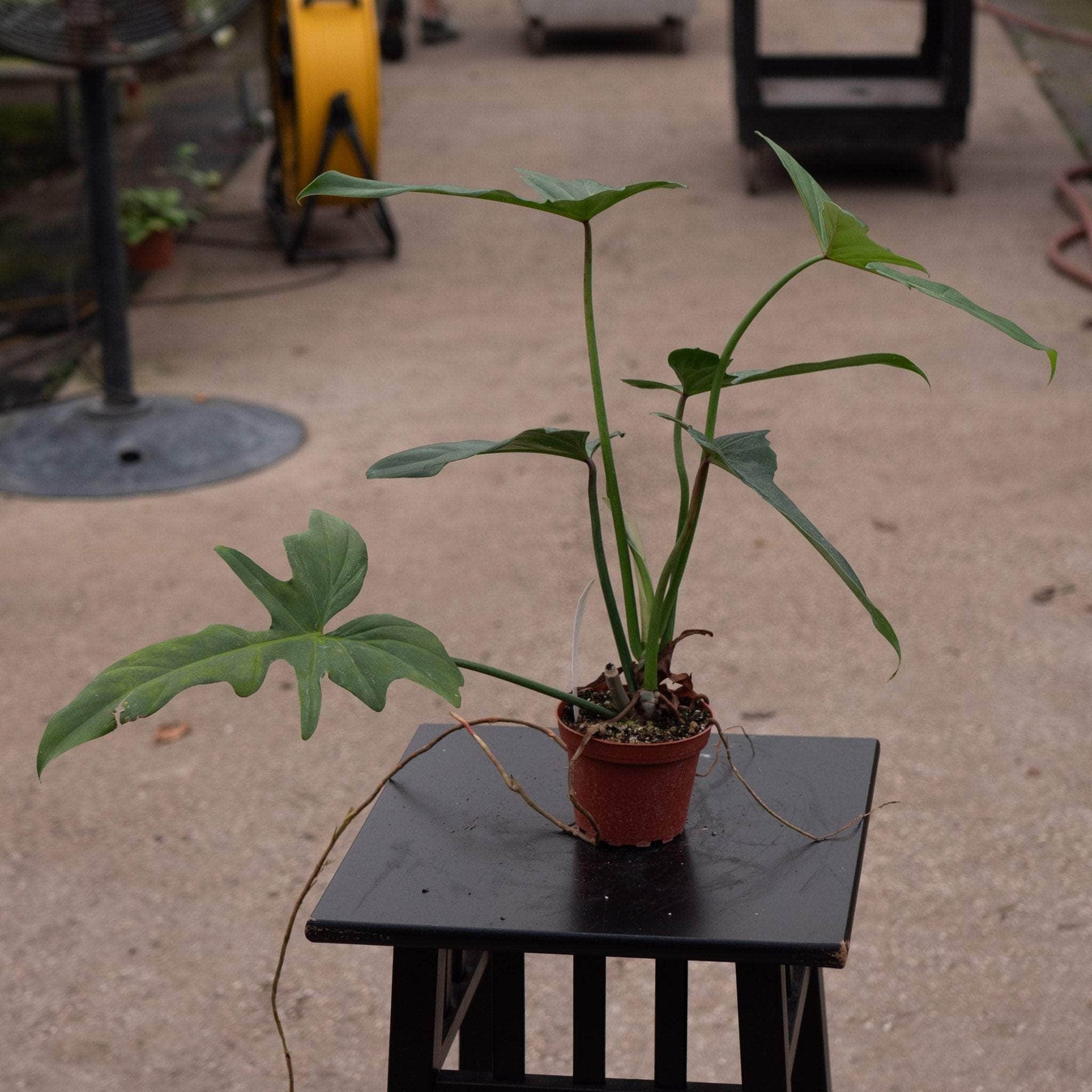 green dragon philodendron Philodendron 'Golden Dragon'