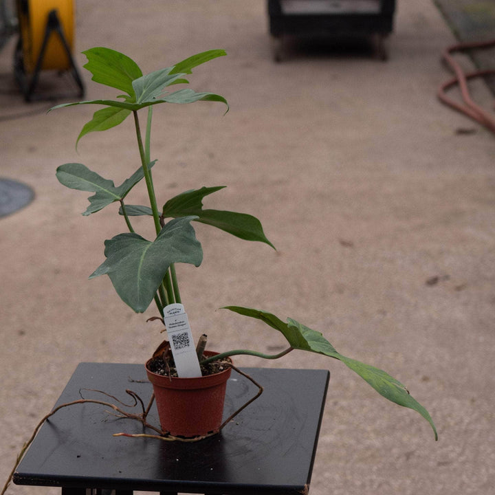 Gabriella Plants Philodendron 4" Philodendron 'Golden Dragon'