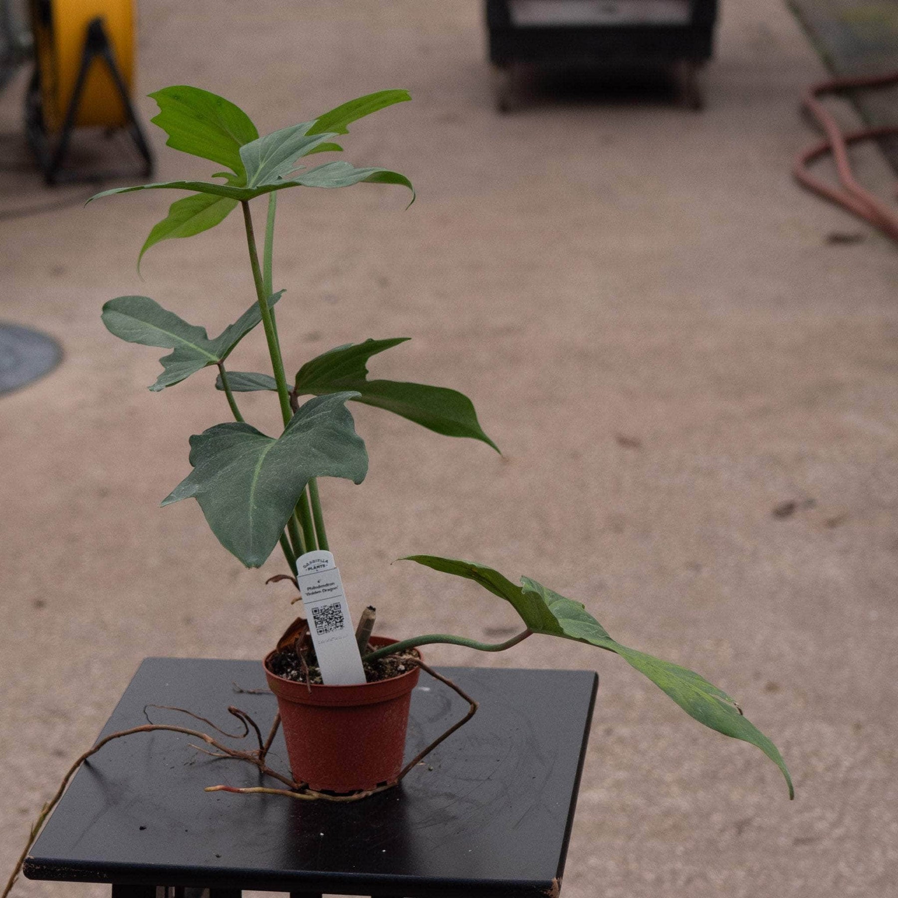philodendron golden dragon propagation Philodendron 'Golden Dragon'