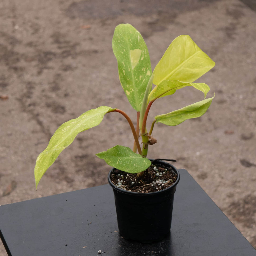 Gabriella Plants Philodendron Hybrid 4" Philodendron 'Golden Goddess' Marble Variegated