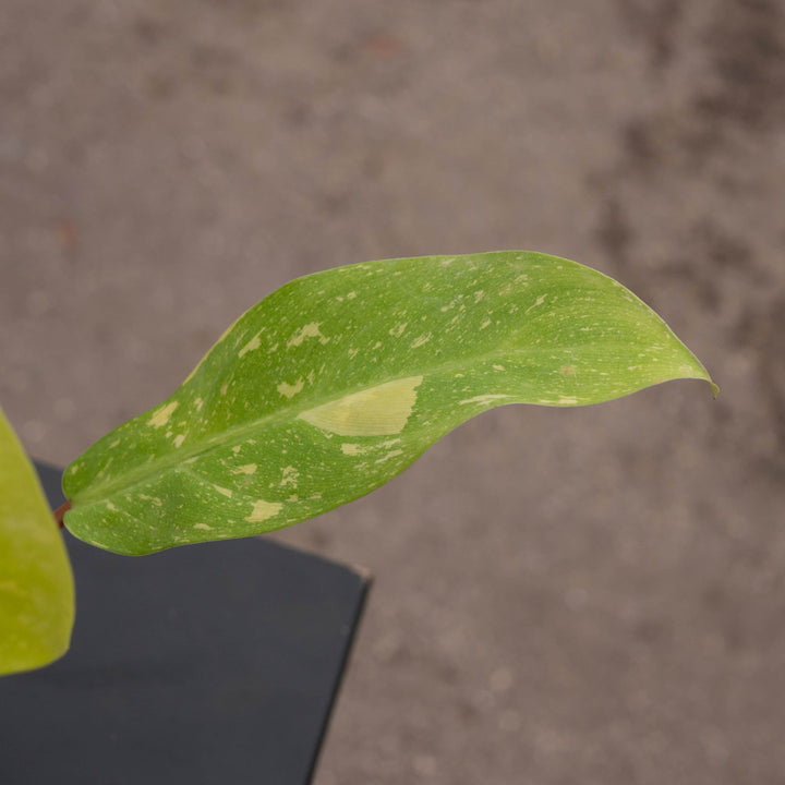 Gabriella Plants Philodendron Hybrid 4" Philodendron 'Golden Goddess' Marble Variegated
