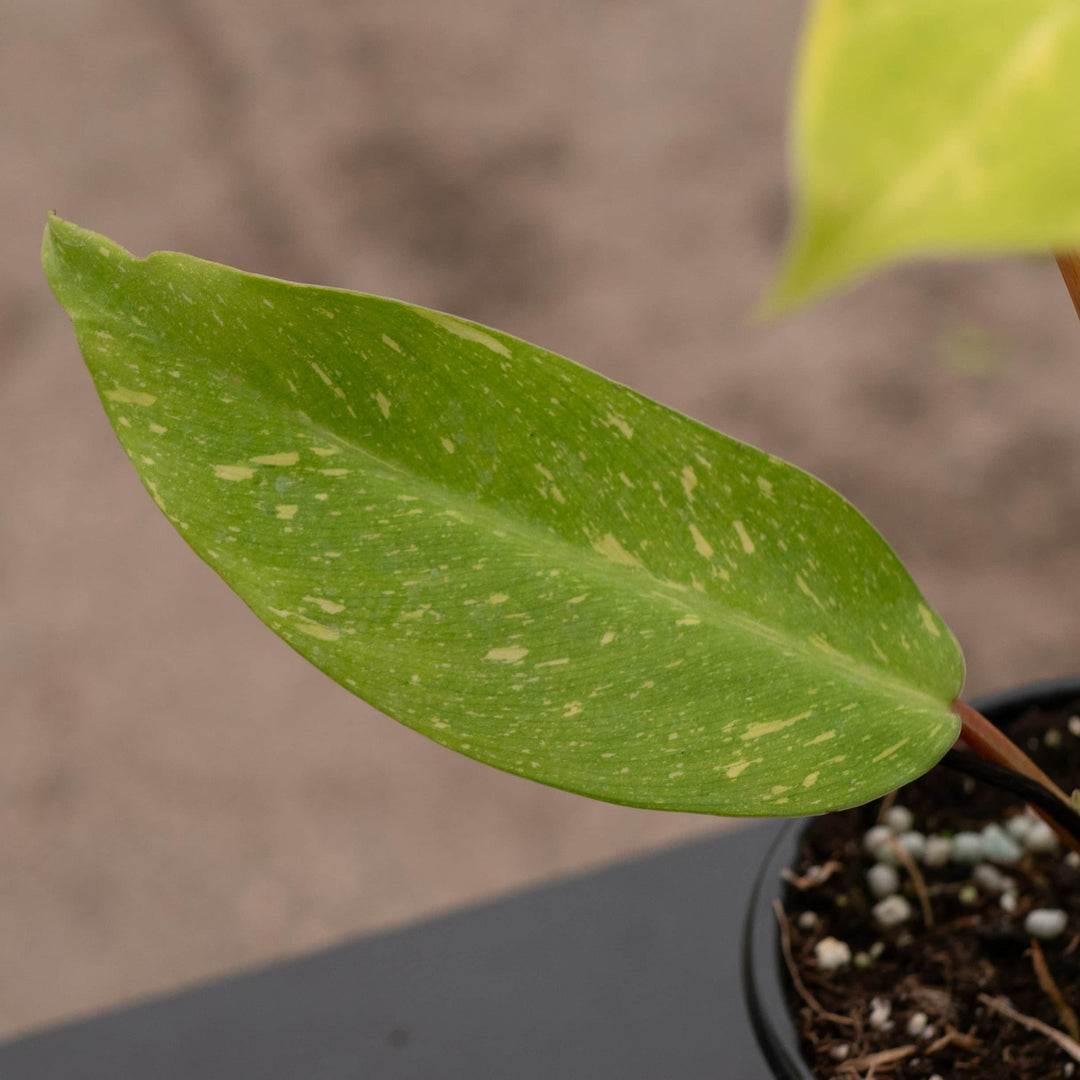 philodendron golden girl Philodendron 'Golden Goddess' Marble Variegated
