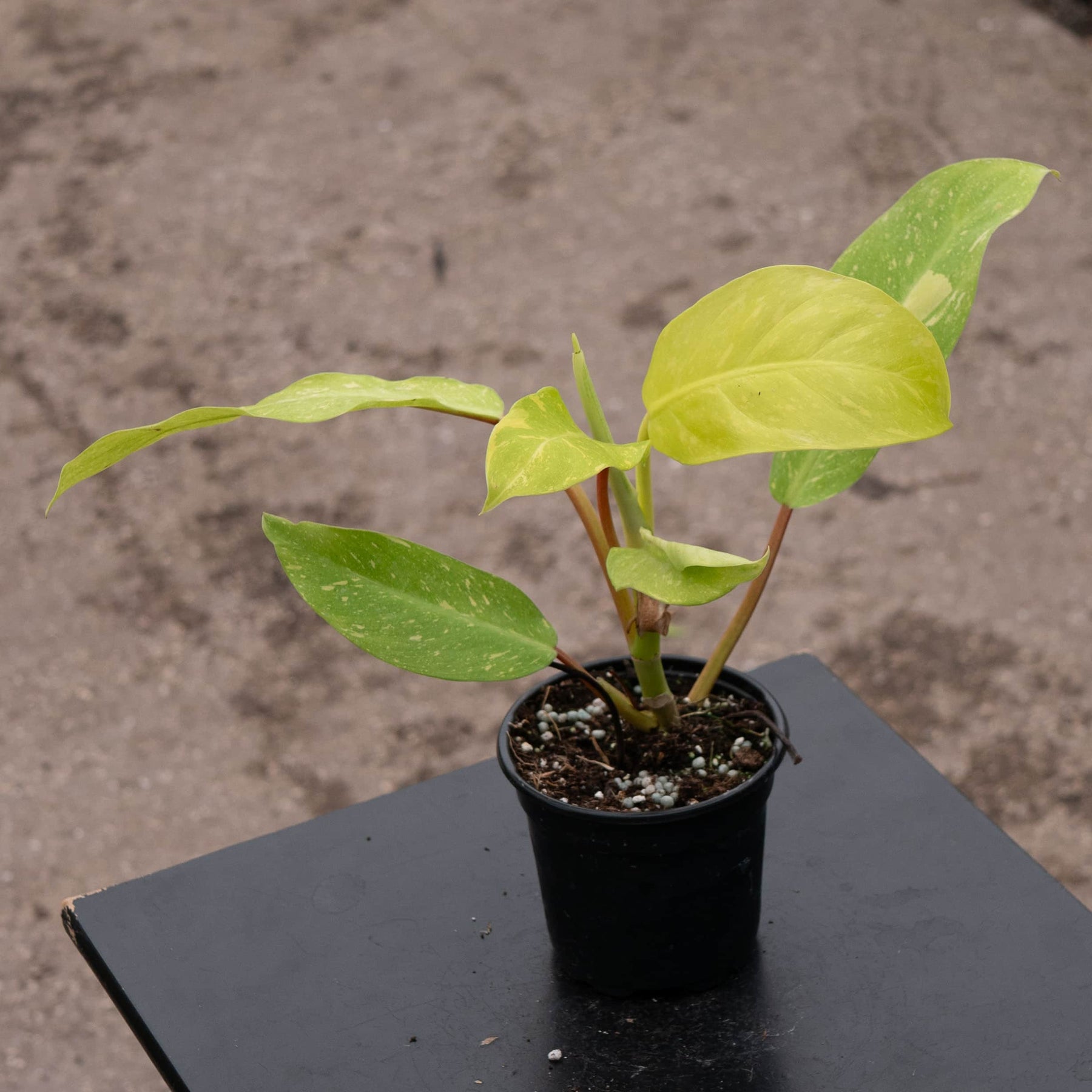 philodendron goddess Philodendron 'Golden Goddess' Marble Variegated