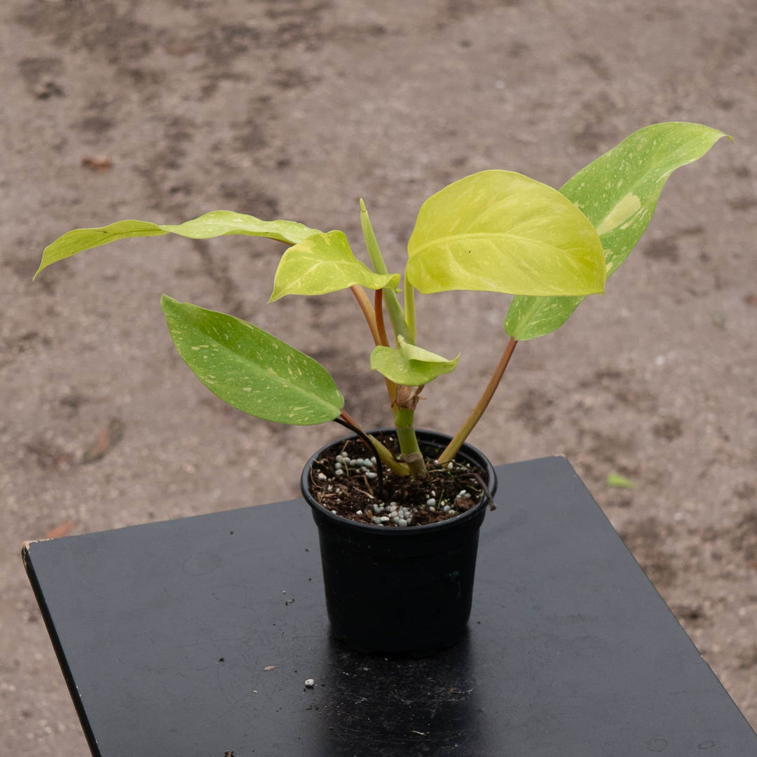 Gabriella Plants Philodendron Hybrid 4" Philodendron 'Golden Goddess' Marble Variegated