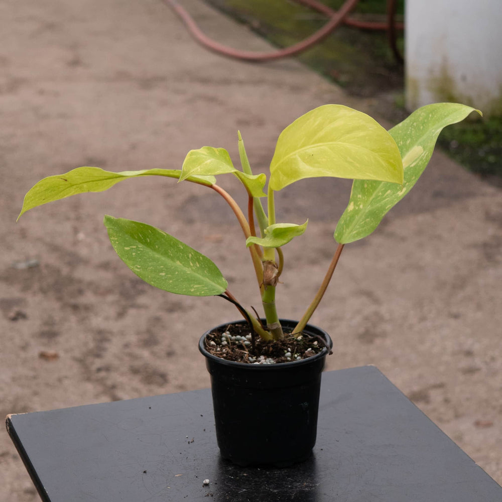Gabriella Plants Philodendron Hybrid 4" Philodendron 'Golden Goddess' Marble Variegated