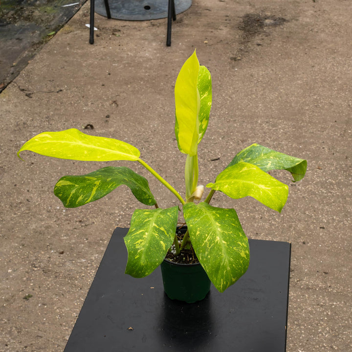 Gabriella Plants Philodendron Hybrid 4" Philodendron &
