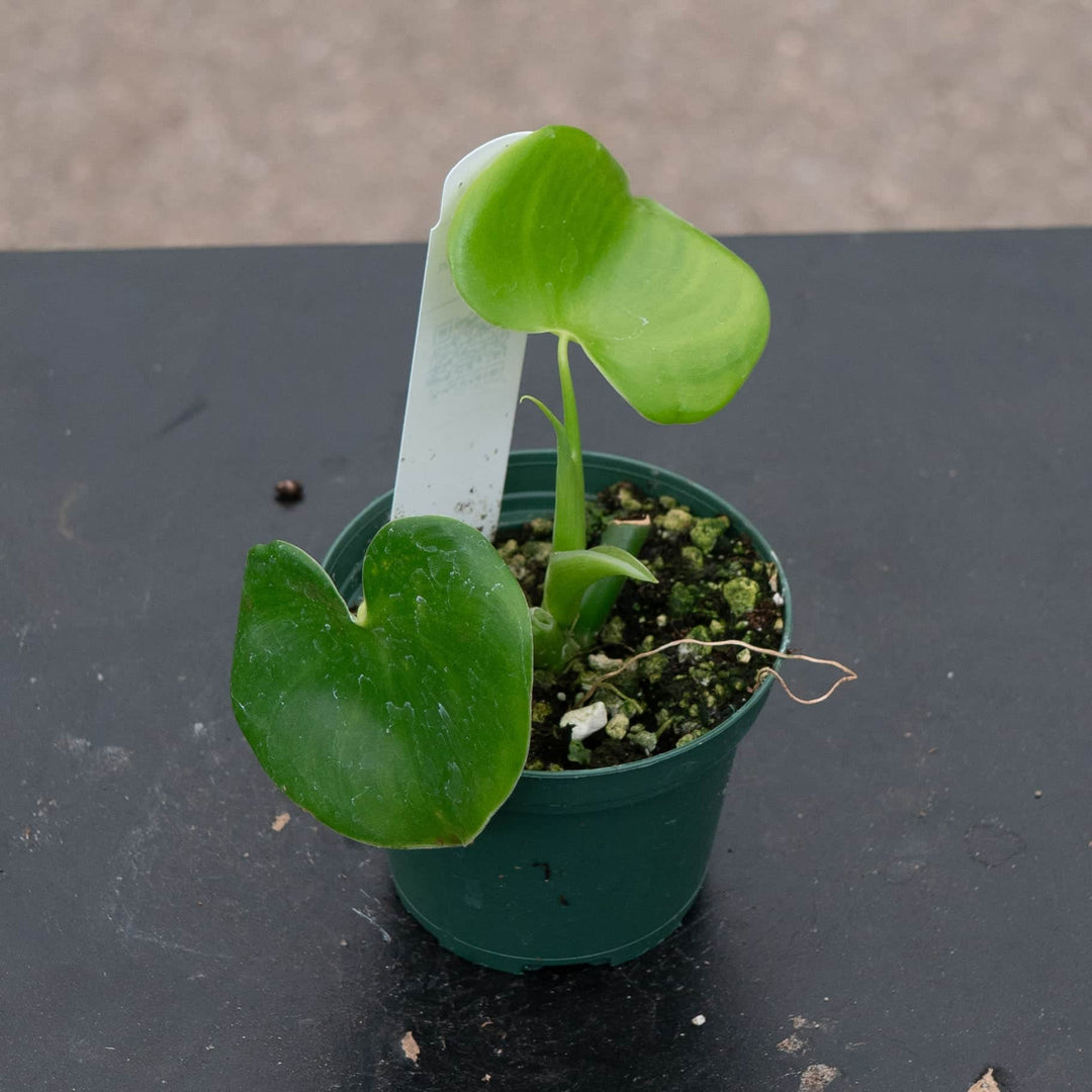 Gabriella Plants Philodendron 3" Philodendron grazielae