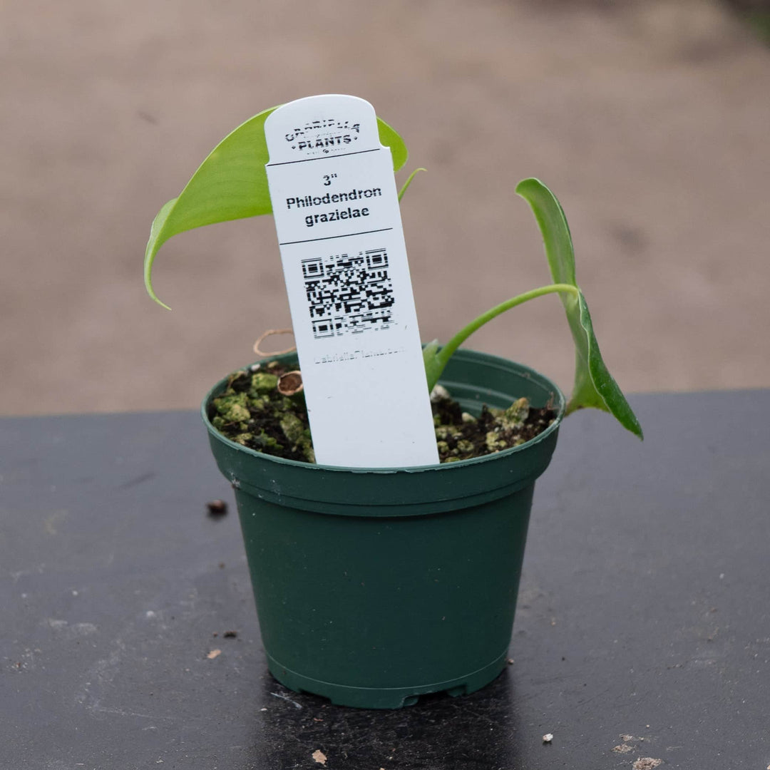 Gabriella Plants Philodendron 3" Philodendron grazielae