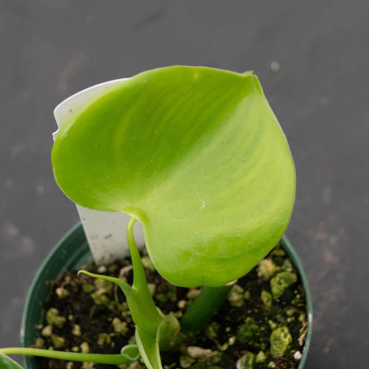 Gabriella Plants Philodendron 3" Philodendron grazielae
