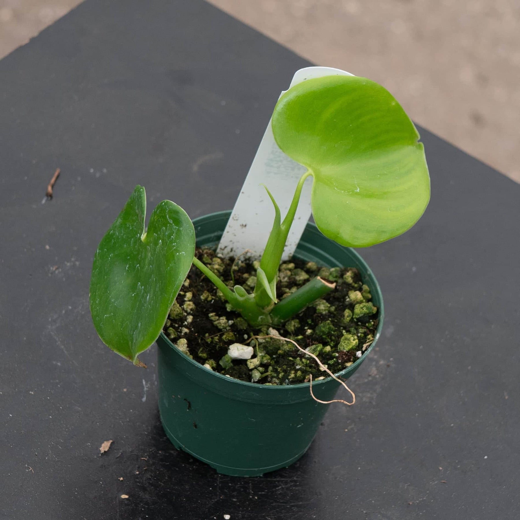 grazielae philodendron soil mix Philodendron grazielae
