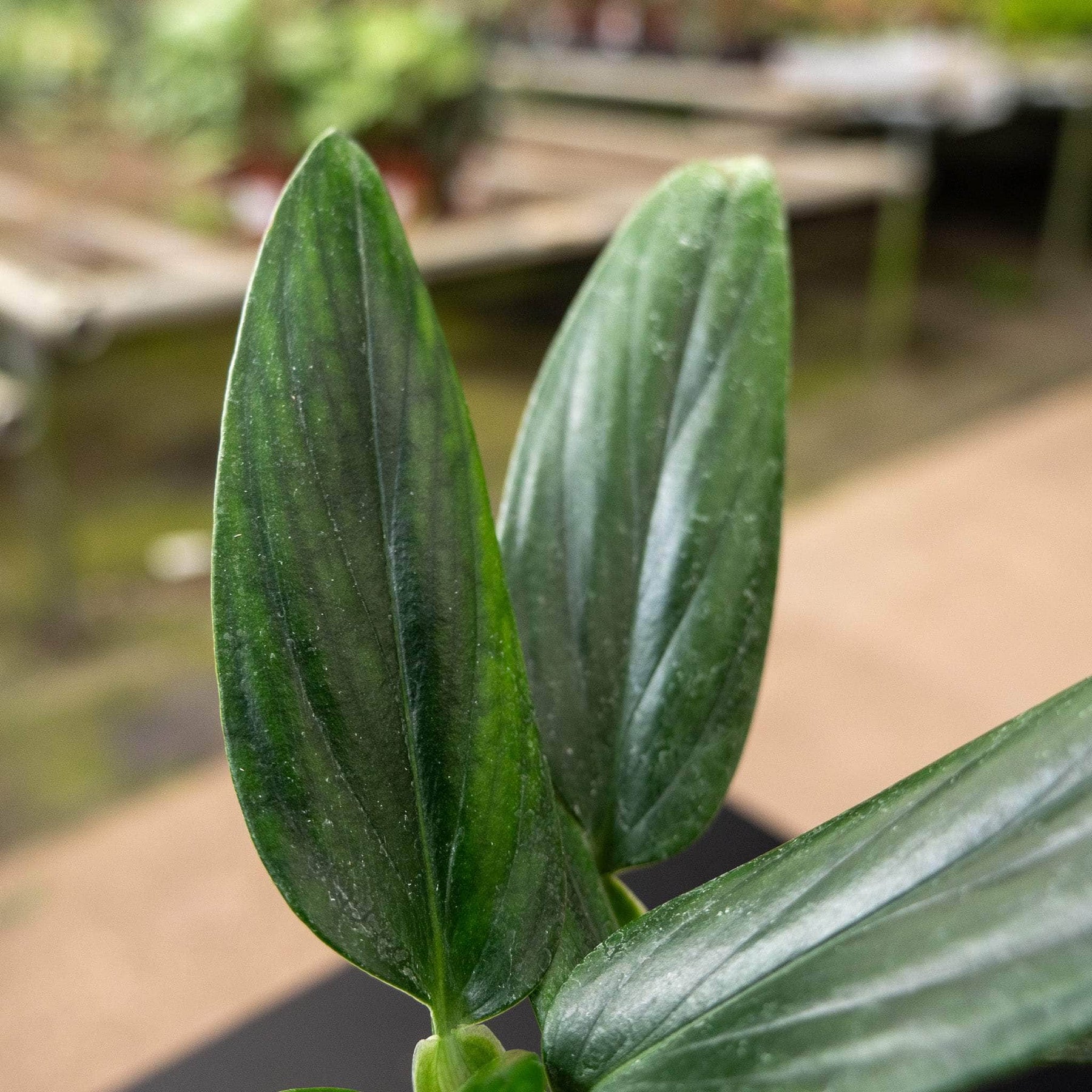 guttation philodendron Philodendron guttiferum