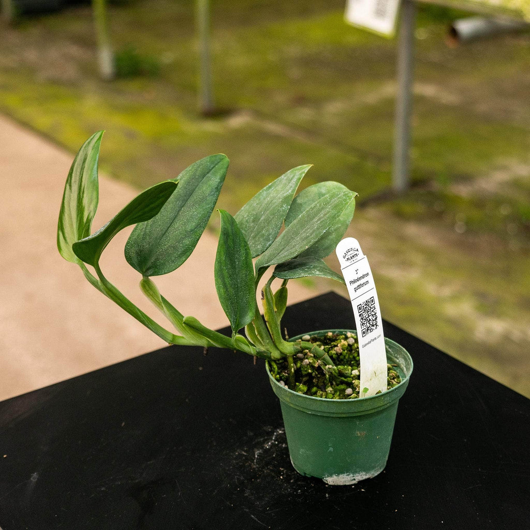 philodendron guttifero Philodendron guttiferum