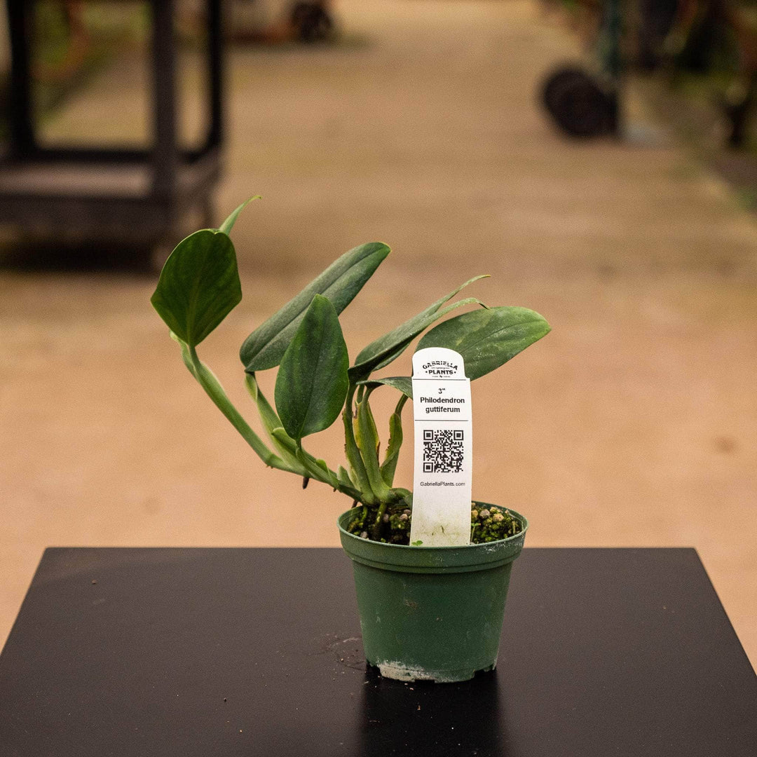 philodendron guru Philodendron guttiferum