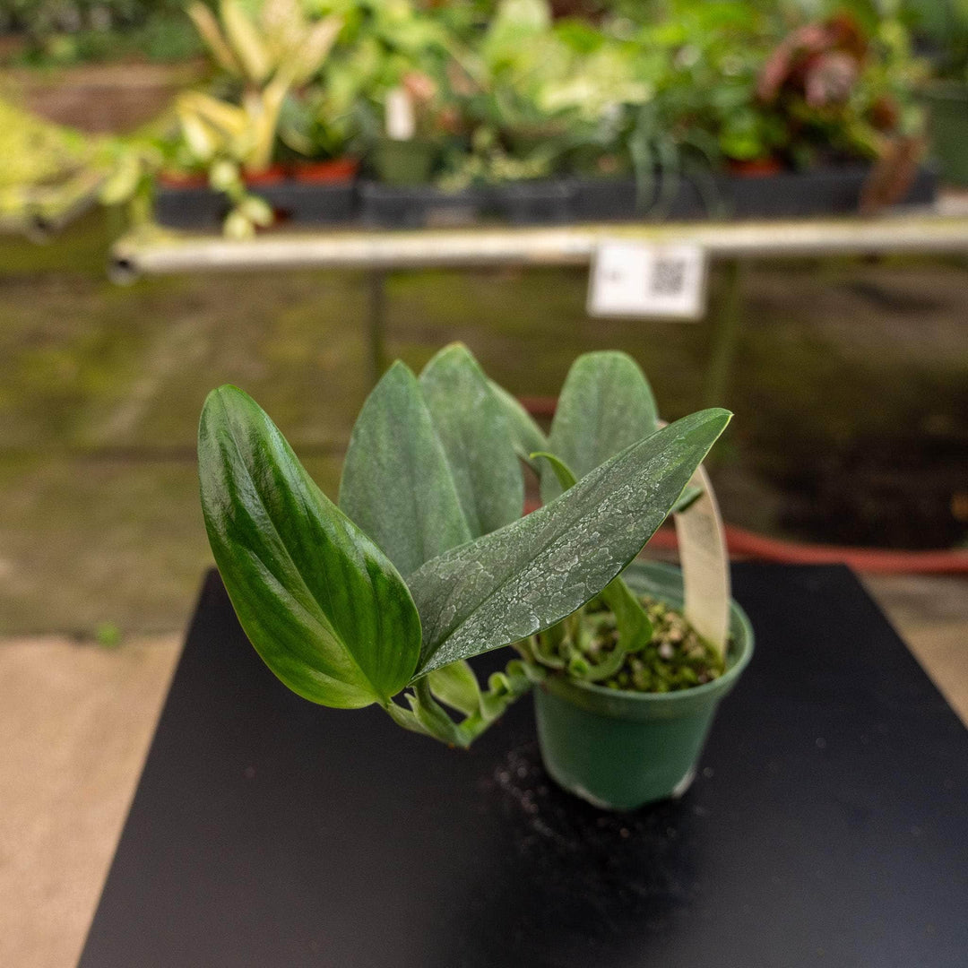philodendron guttiferum Philodendron guttiferum