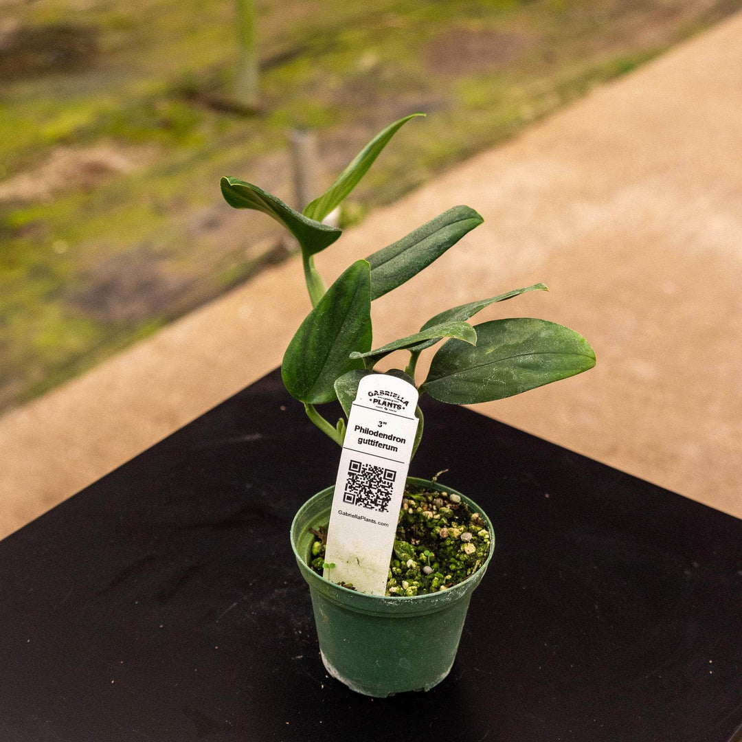 philodendron guttifero Philodendron guttiferum