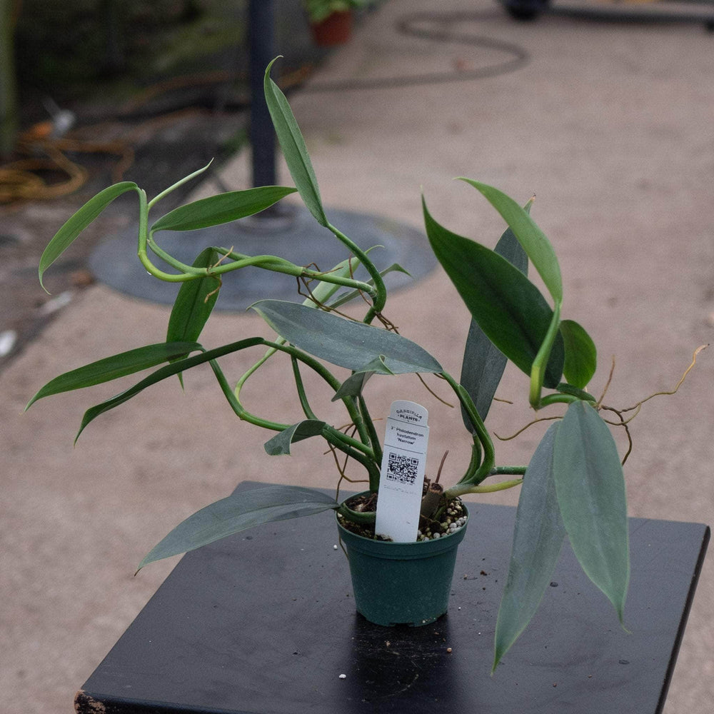 Gabriella Plants Philodendron 3" Philodendron hastatum 'Narrow'
