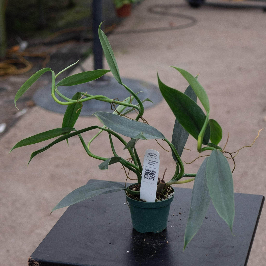 Gabriella Plants Philodendron 3" Philodendron hastatum 'Narrow'