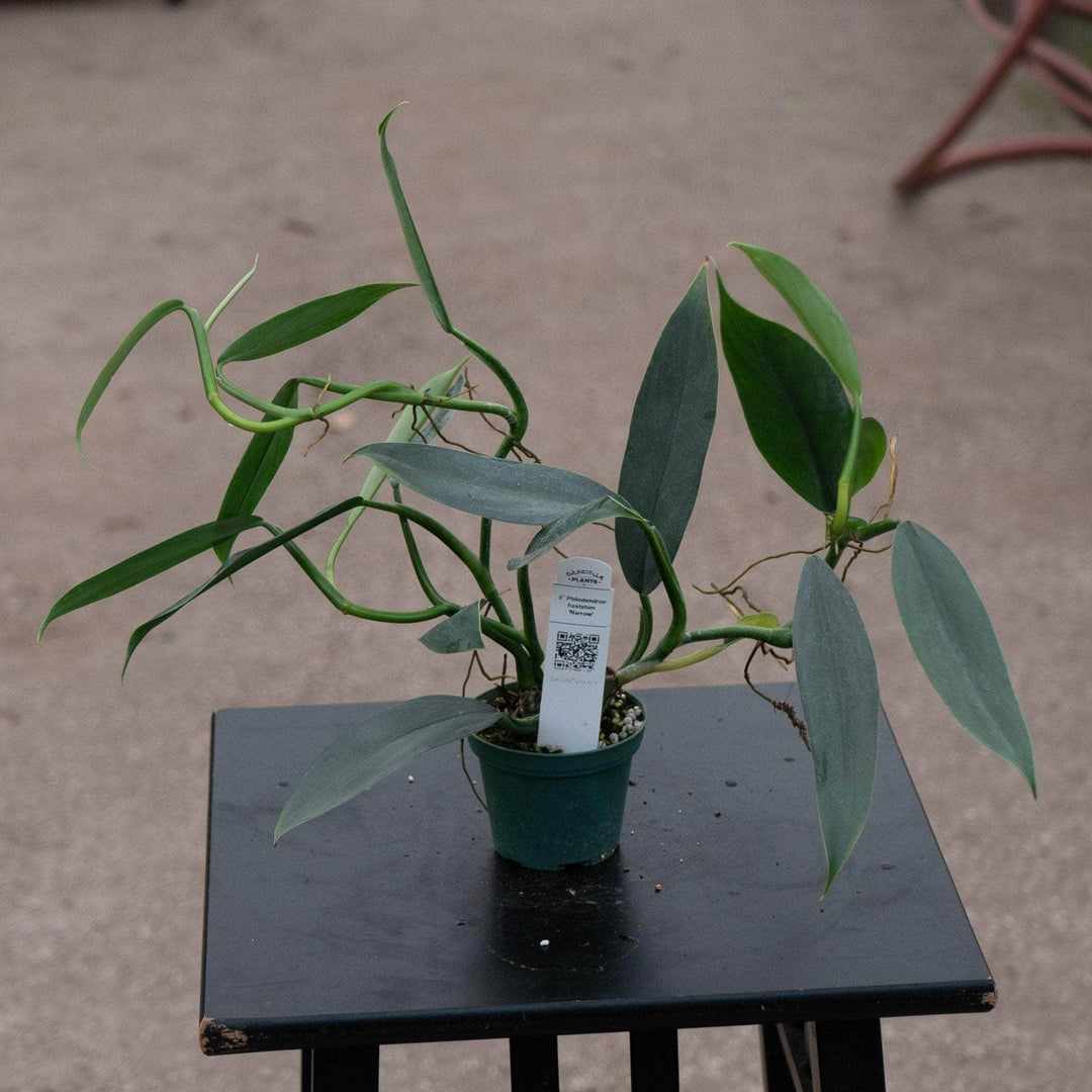 Gabriella Plants Philodendron 3" Philodendron hastatum 'Narrow'