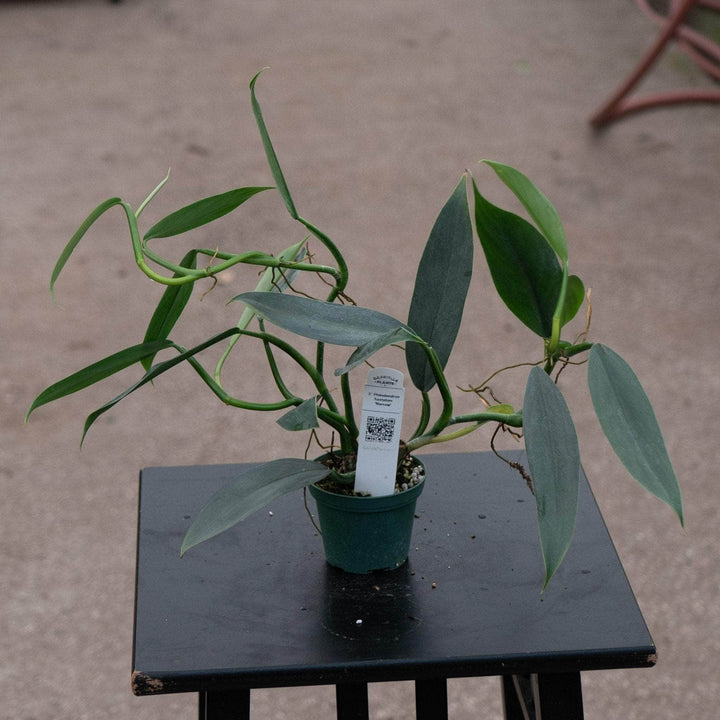 Gabriella Plants Philodendron 3" Philodendron hastatum 'Narrow'
