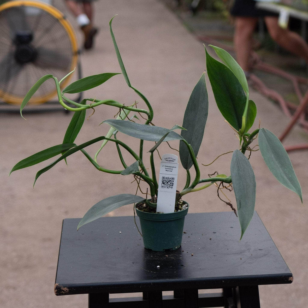 Gabriella Plants Philodendron 3" Philodendron hastatum 'Narrow'