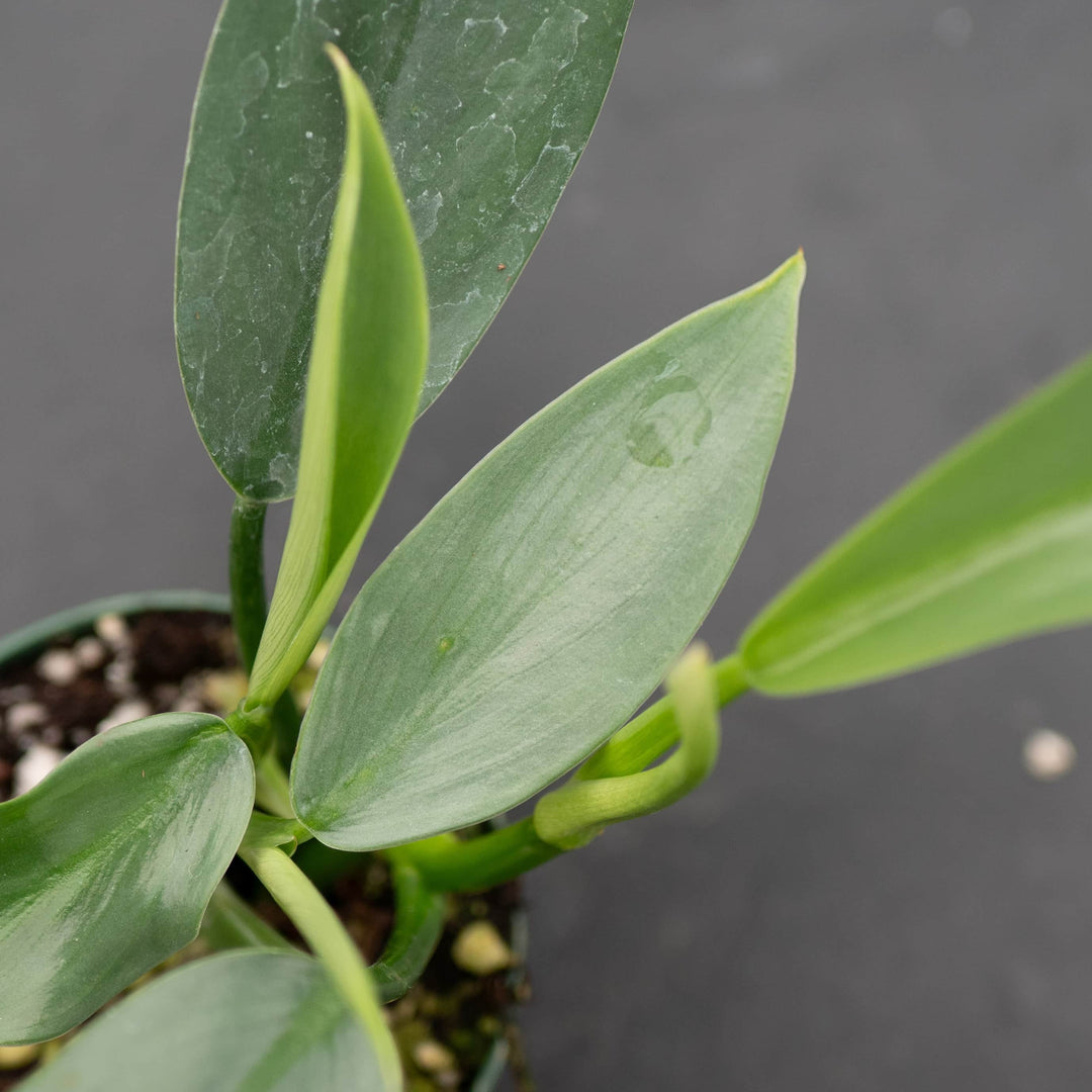 philodendron glaucophyllum vs hastatum Philodendron hastatum 'Narrow'