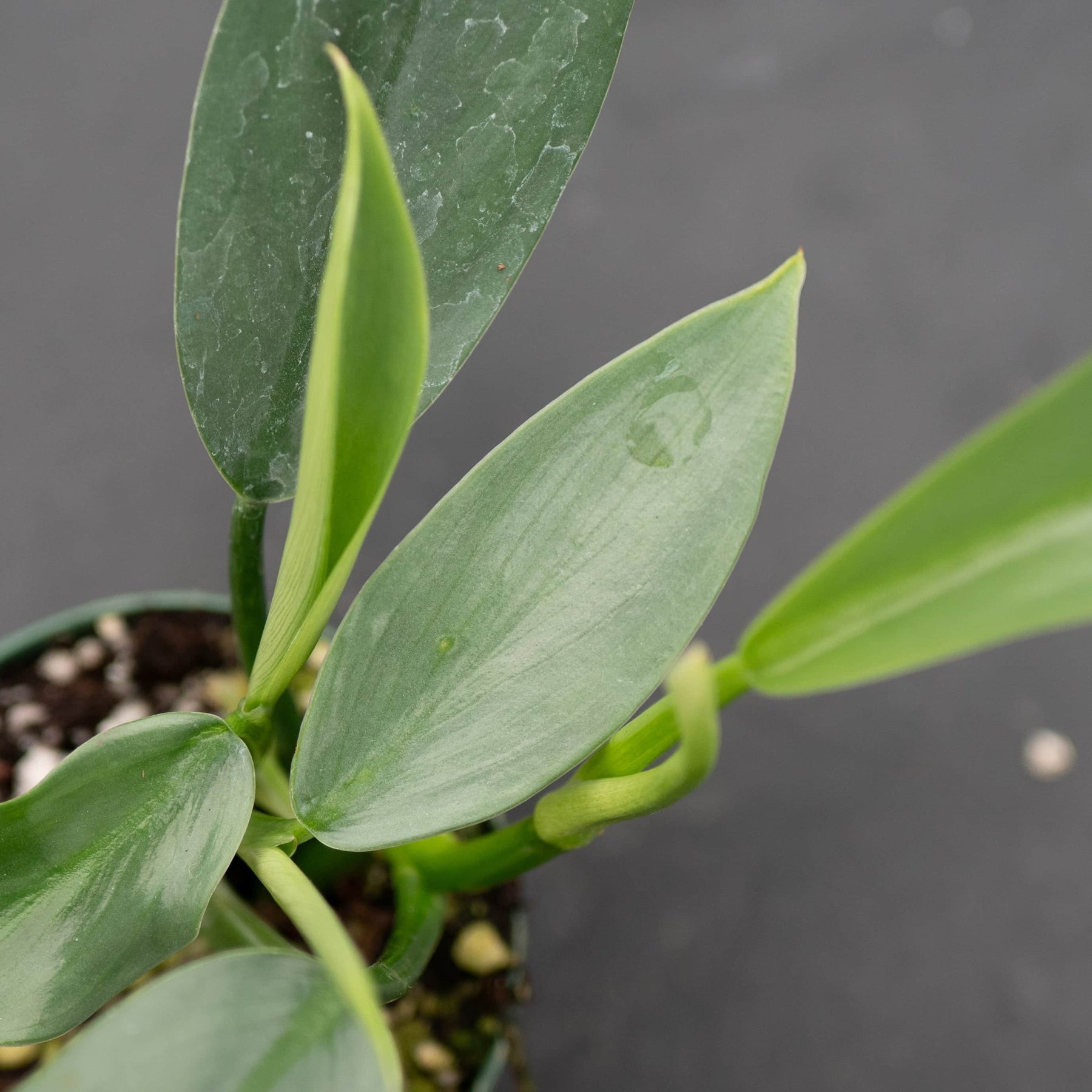 philodendron narrow leaf Philodendron hastatum 'Narrow'