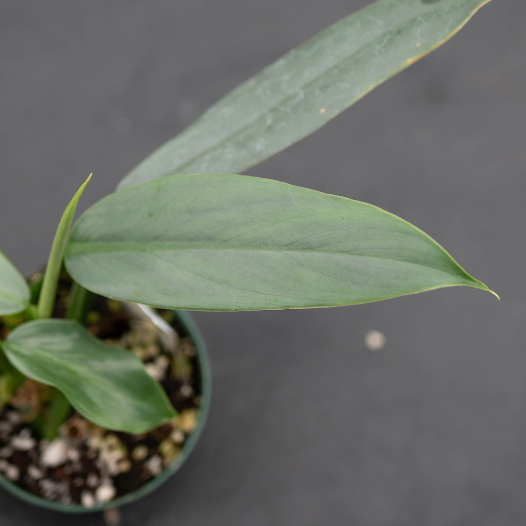 philodendron narrow form Philodendron hastatum 'Narrow'