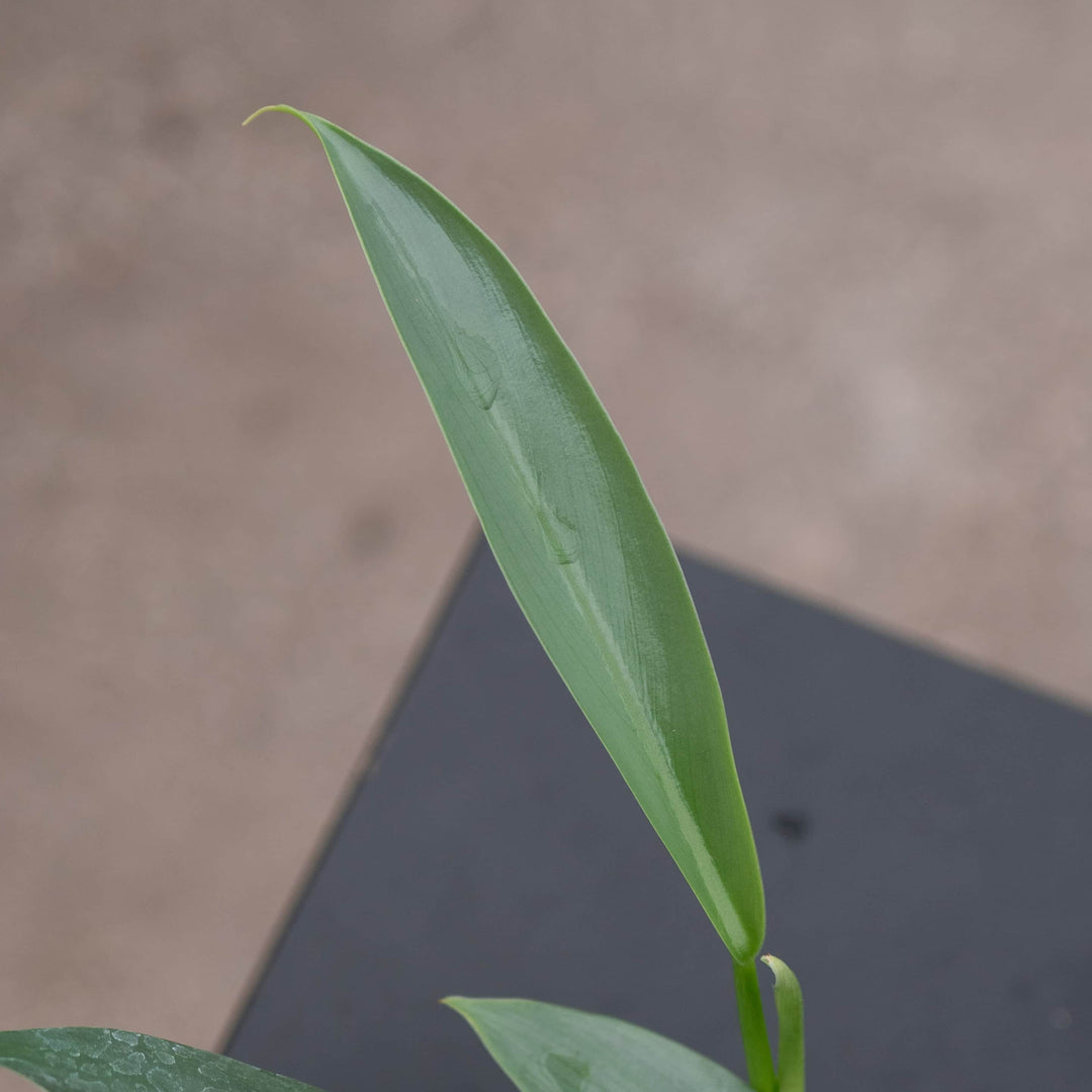 philodendron hastatum green form Philodendron hastatum 'Narrow'
