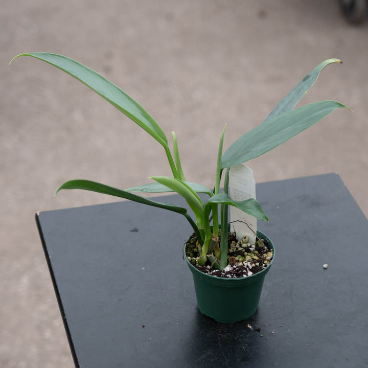 Gabriella Plants Philodendron 3" Philodendron hastatum 'Narrow'