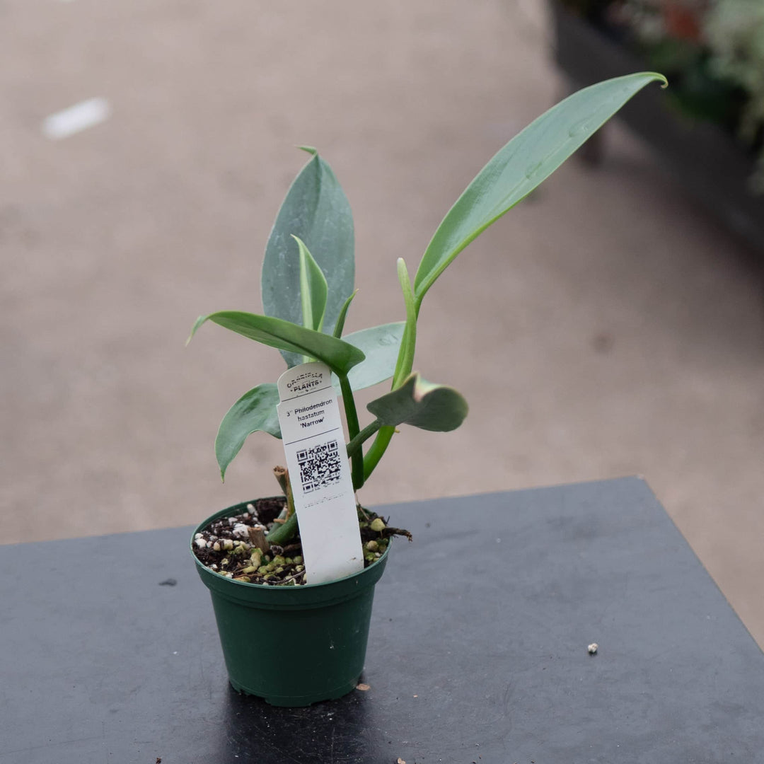 philodendron hastatum uk Philodendron hastatum 'Narrow'